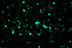AAV Expression and Packaging